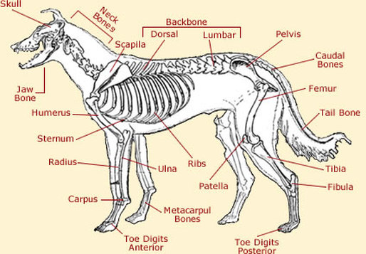 Body Systems - The Arctic Wolf fox nervous system diagram 